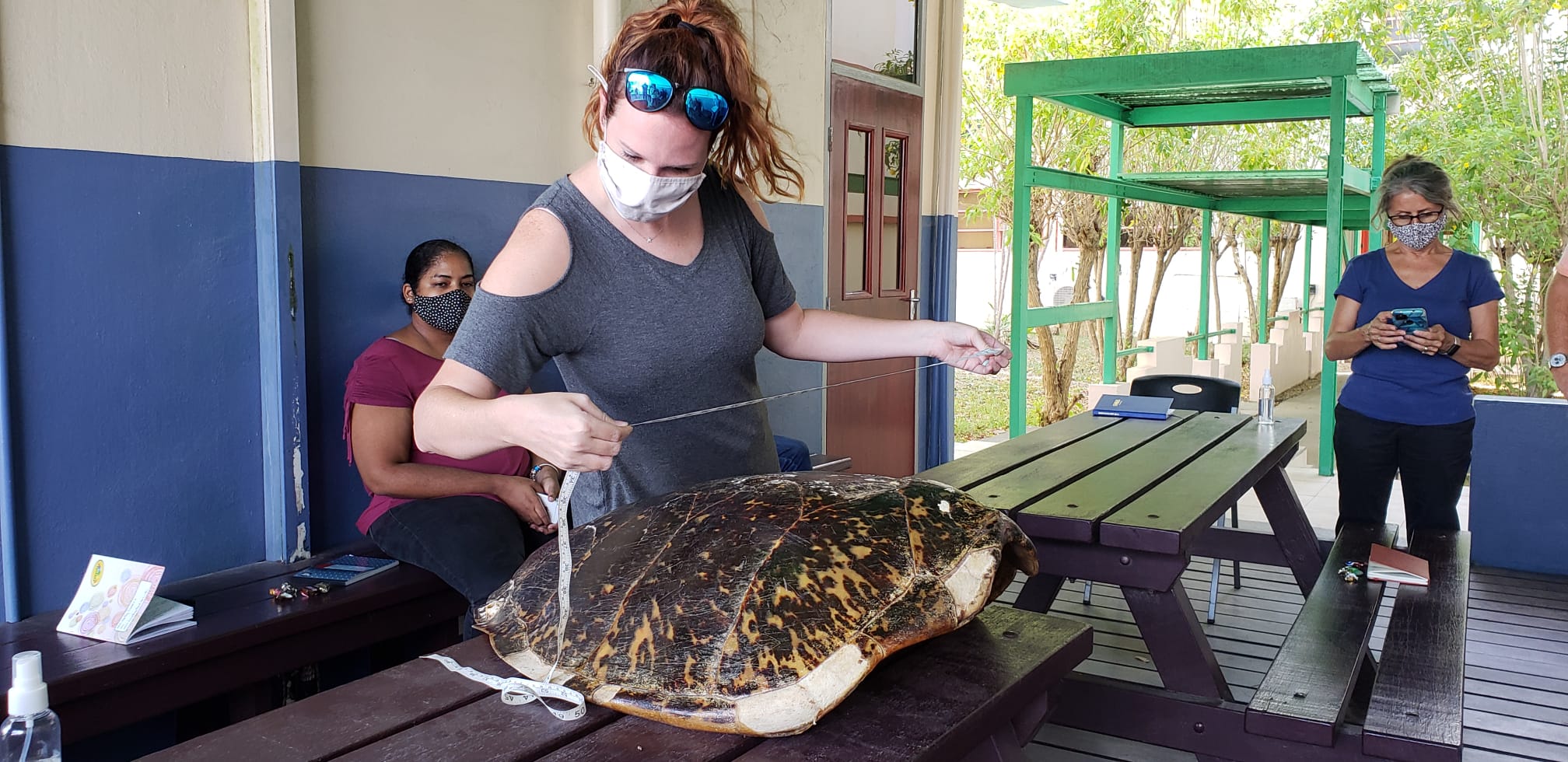 Volunteer measuring a sea turtle shell at the Barbados Sea Turtle Project
